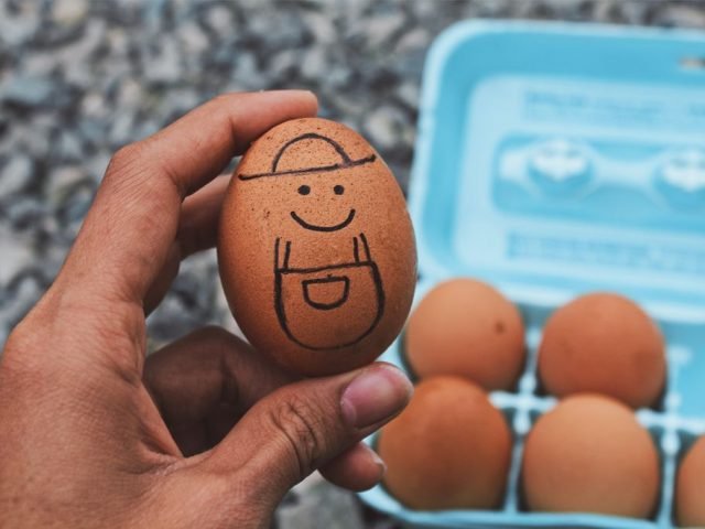 Eggs health benefits and what are alternatives for vegans