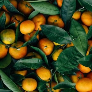 Navel Oranges